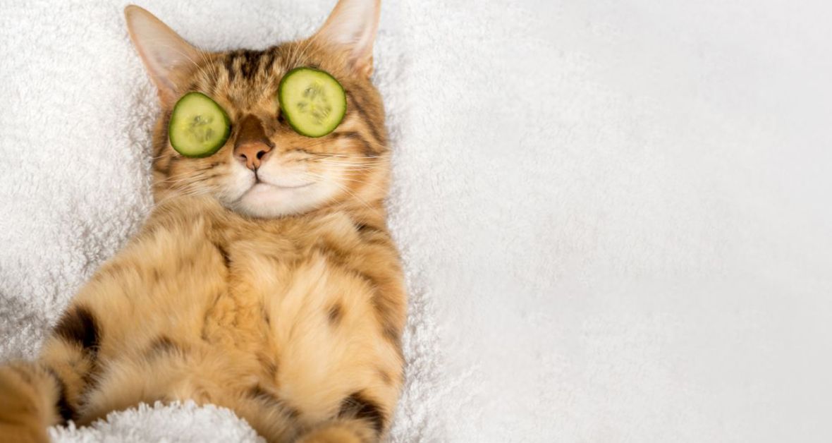 Objevte sílu přírodní výživy s krmivem Wellness Core