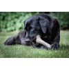 Nylabone hračka Gourmet klacek příchuť burákové máslo XL